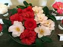 2014-03-08,_Kamelie (16)